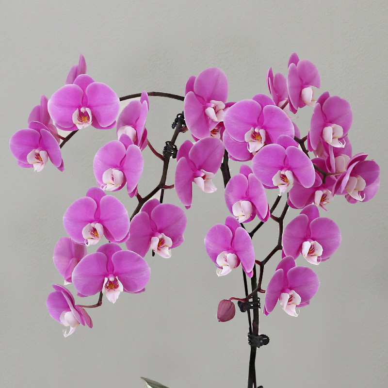 蝴蝶兰【范冰冰】带花发货前台客厅办公室美化装饰