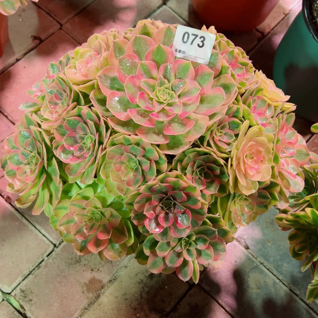 73雨荷轮回法师多肉植物