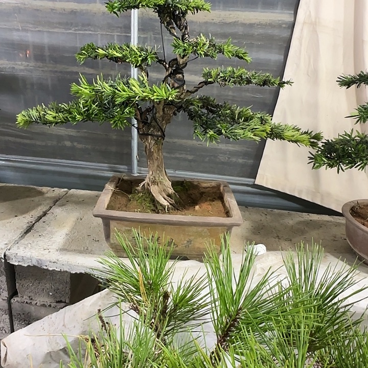 草***飞无花朵罗汉松盆景包邮的