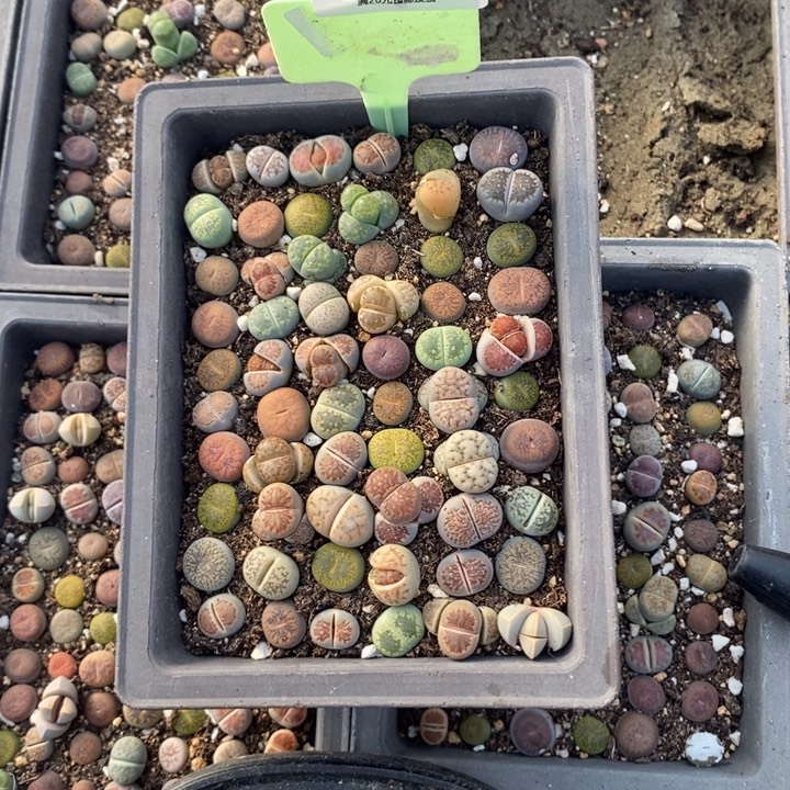 @****生石花等植物的生长345