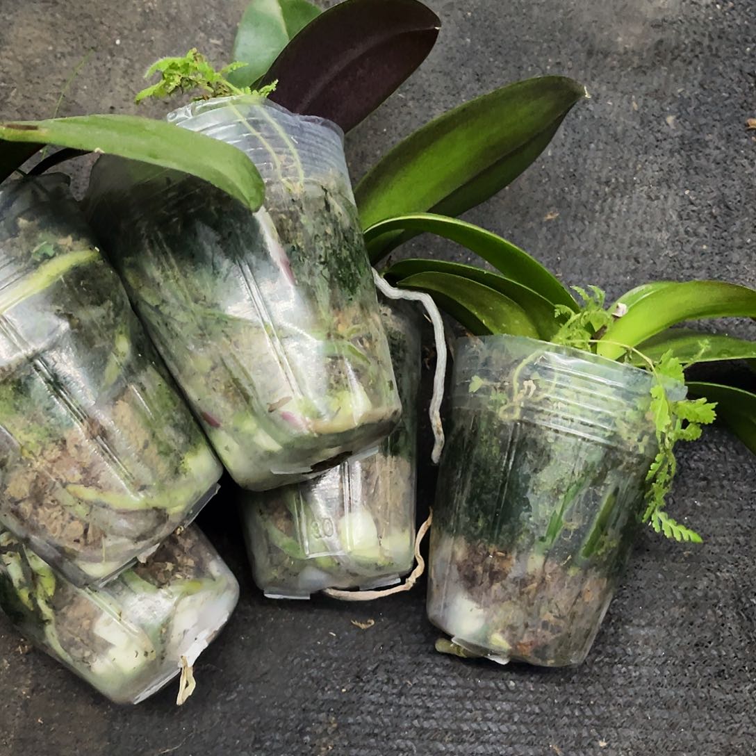 当前无花栽培后可以开花弯弯实生苗3.0控剑苗