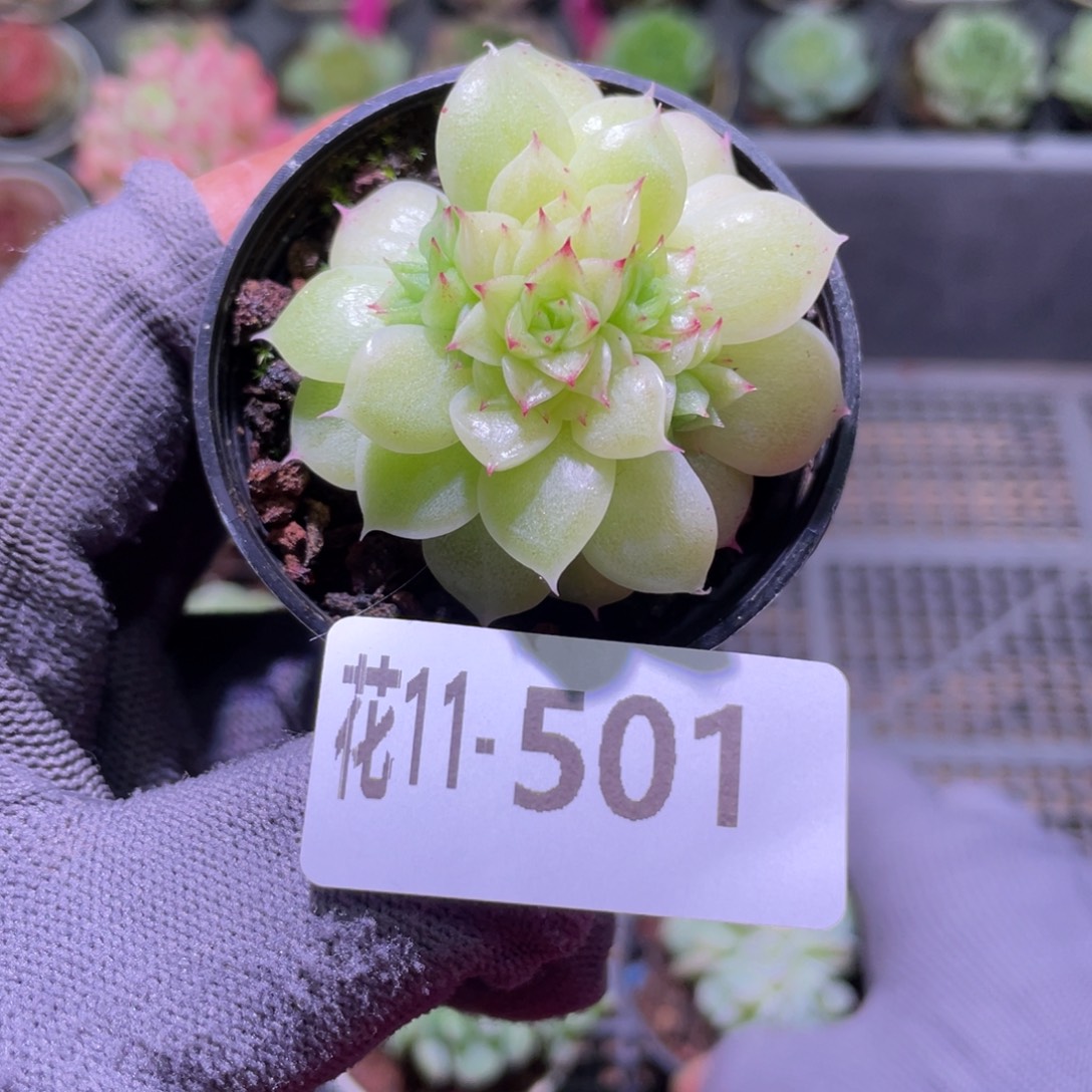 凌***y花利美11-501麦秆