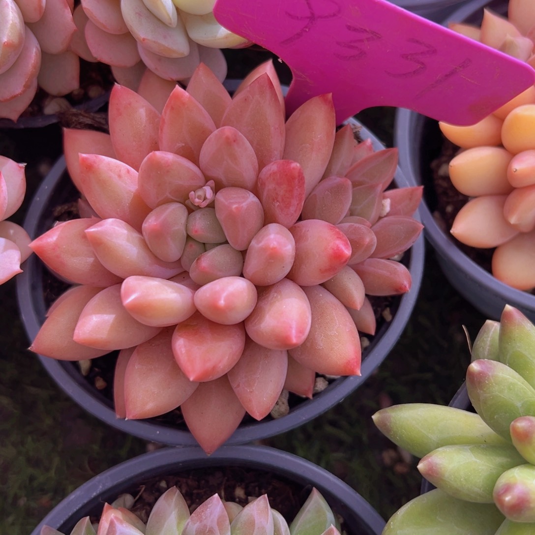 香玉的故事是一个人的