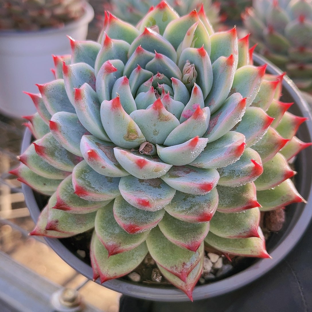 桃夭10公分9999999