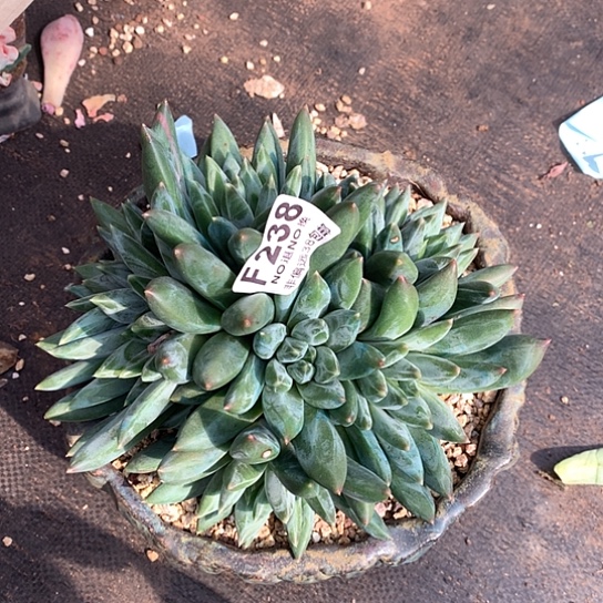 重楼大群238 亏本处理退款拉黑需延迟发货