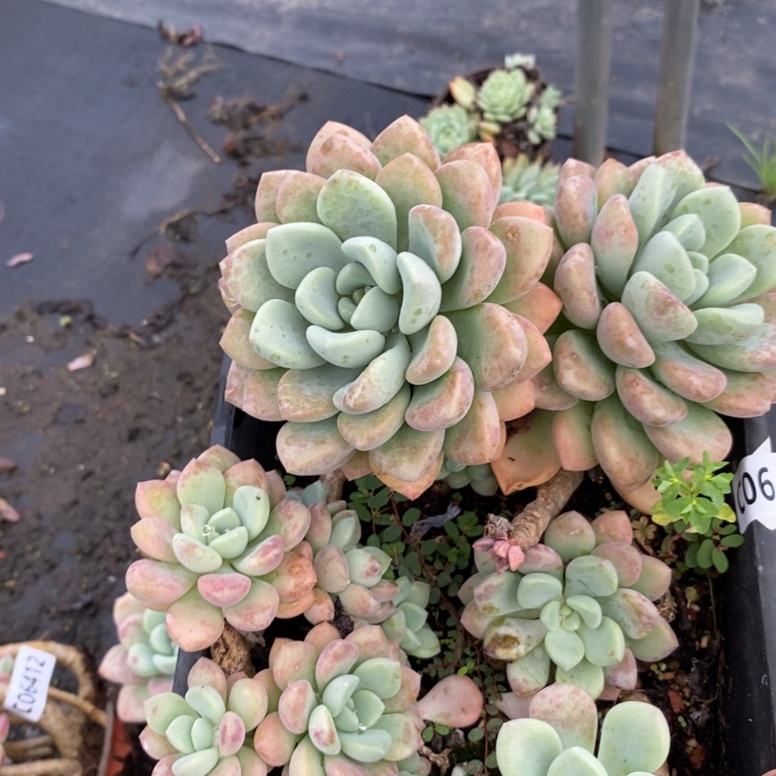 6413花斑露一物一拍