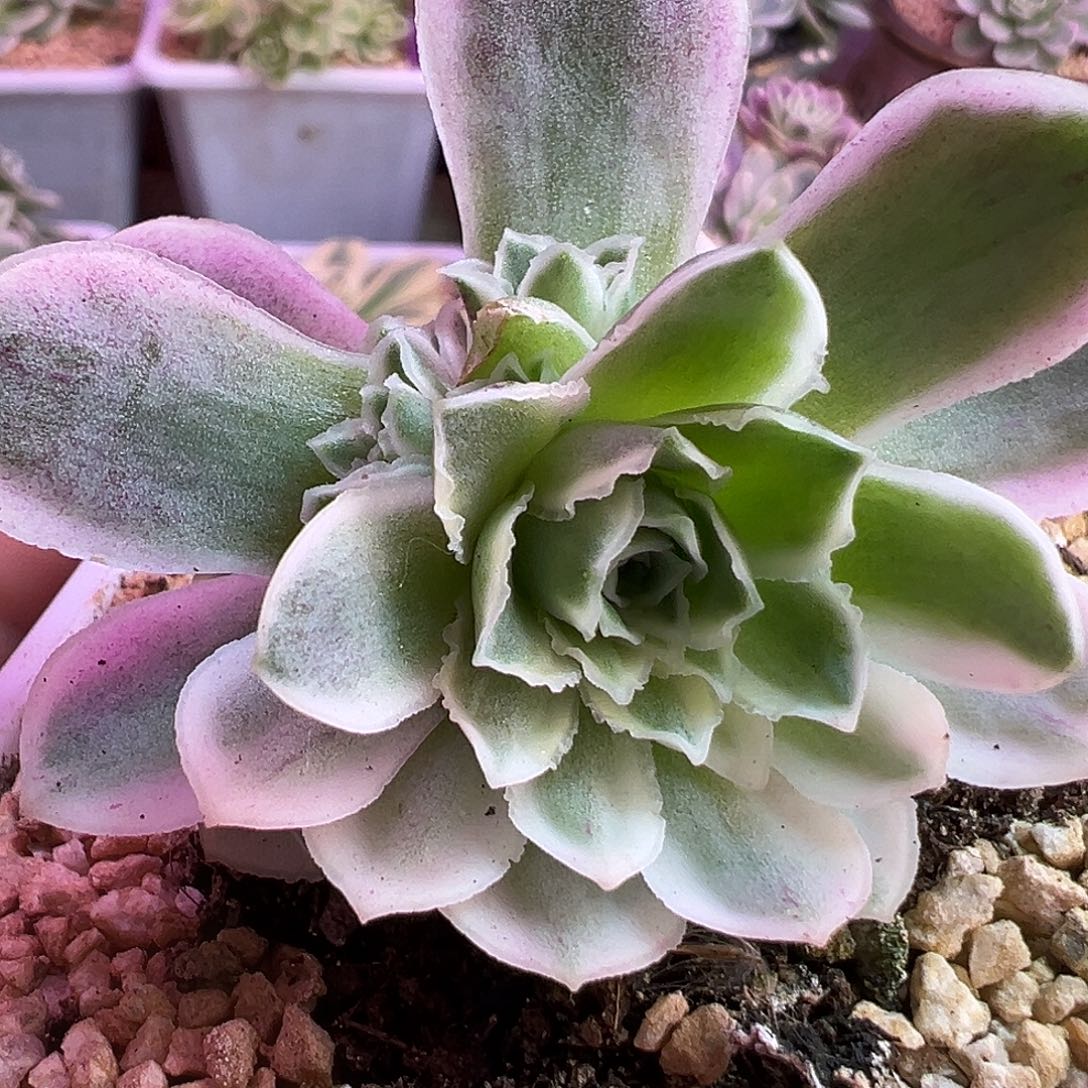 山地玫瑰锦秋夕1390号