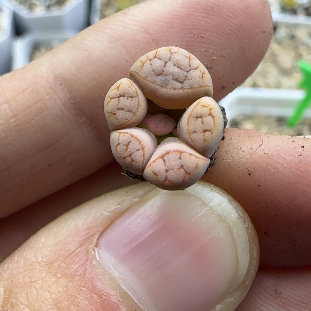 291荒怪清框福利30包邮