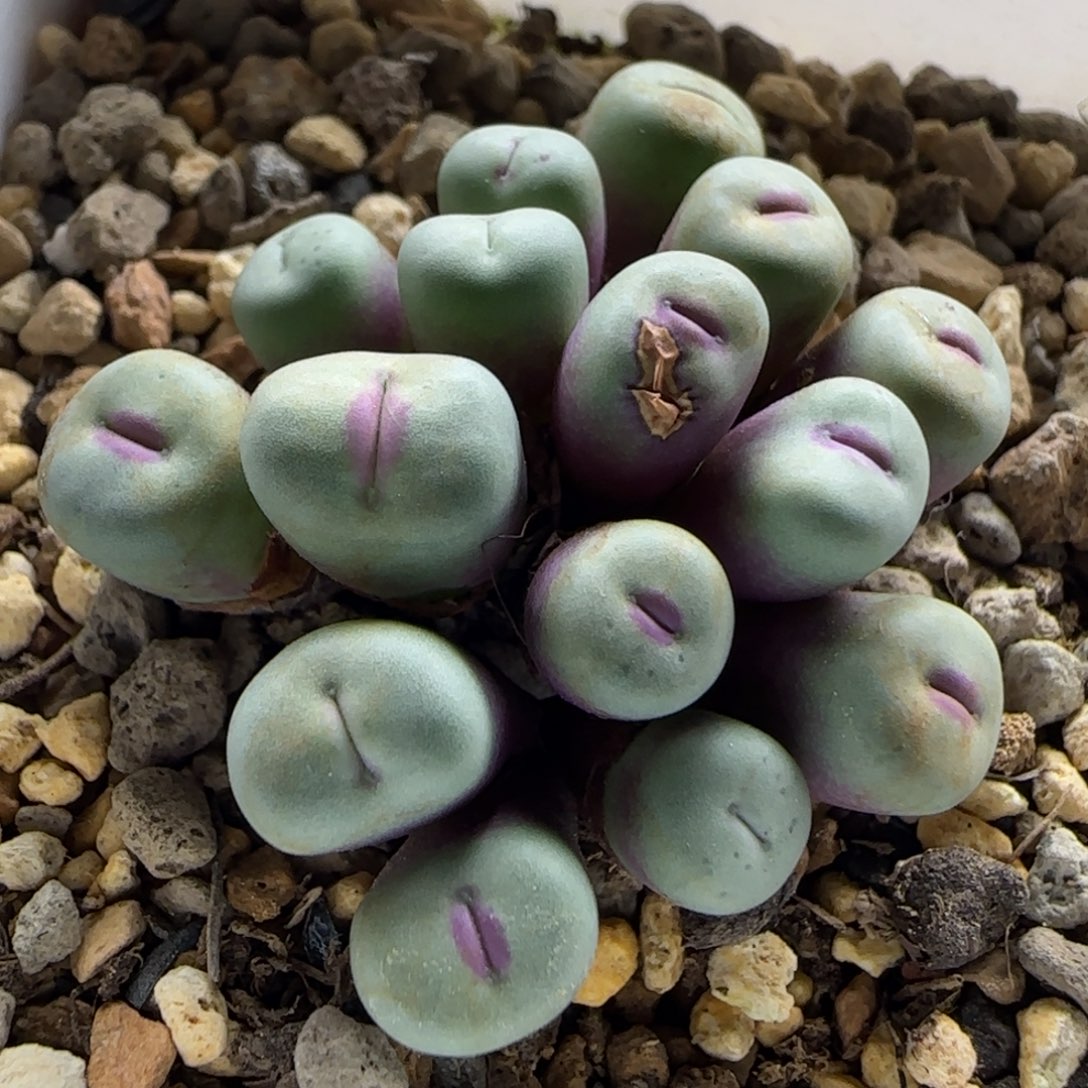 12-23-3-3拍单联系客服延迟发货-15头小型厚嘟嘟嘴脱土