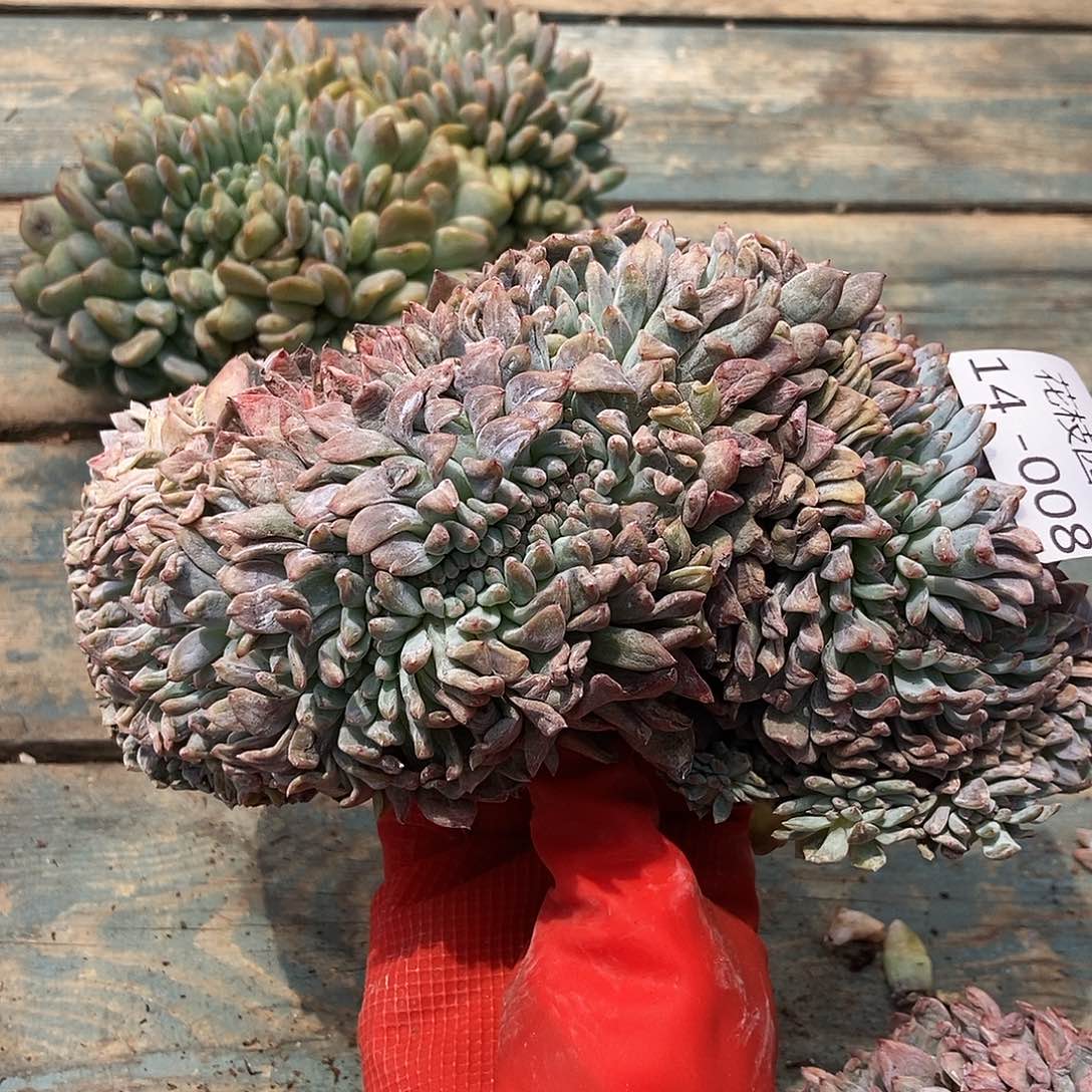 14-8 梦露星影缀一物一拍