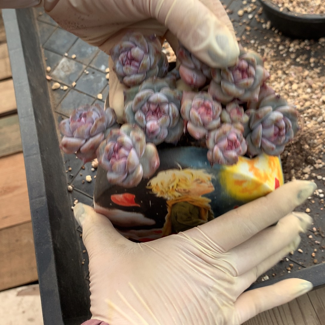 红***薇红蔷薇突尼斯两个发货多肉