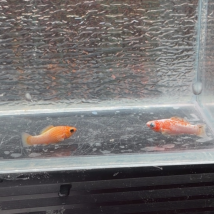 孔雀鱼玛丽鱼两条崽