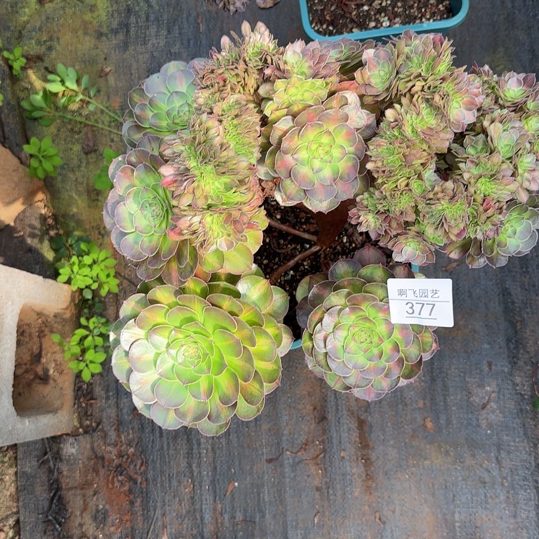 梦***见377多肉 抹茶缀福利
