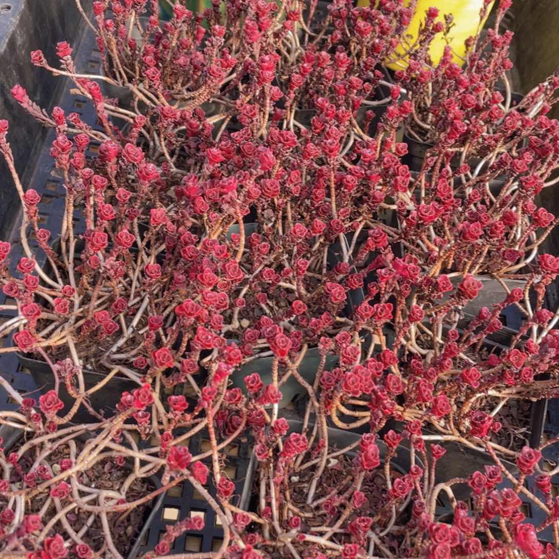 量拍103号 小球玫瑰一盆