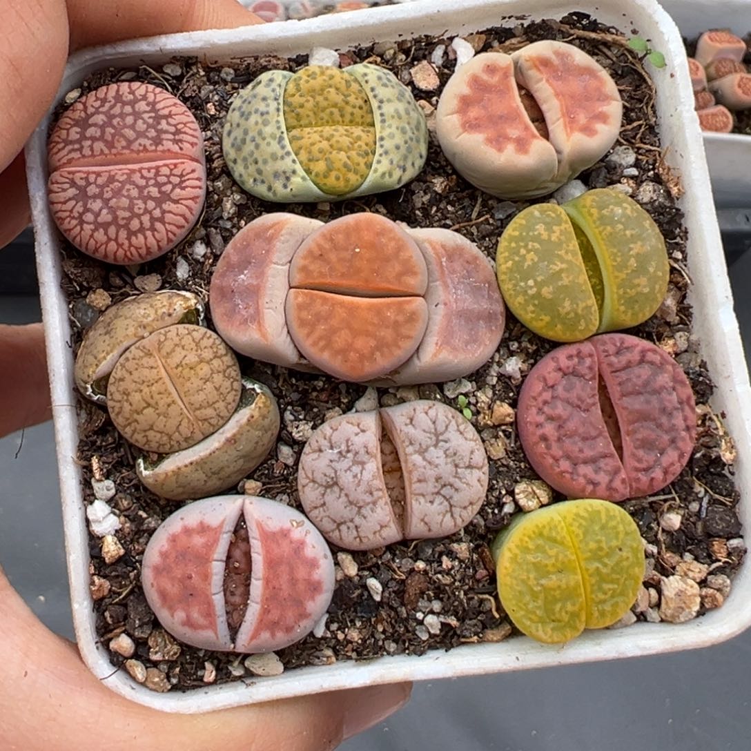 1.19好看的多肉669