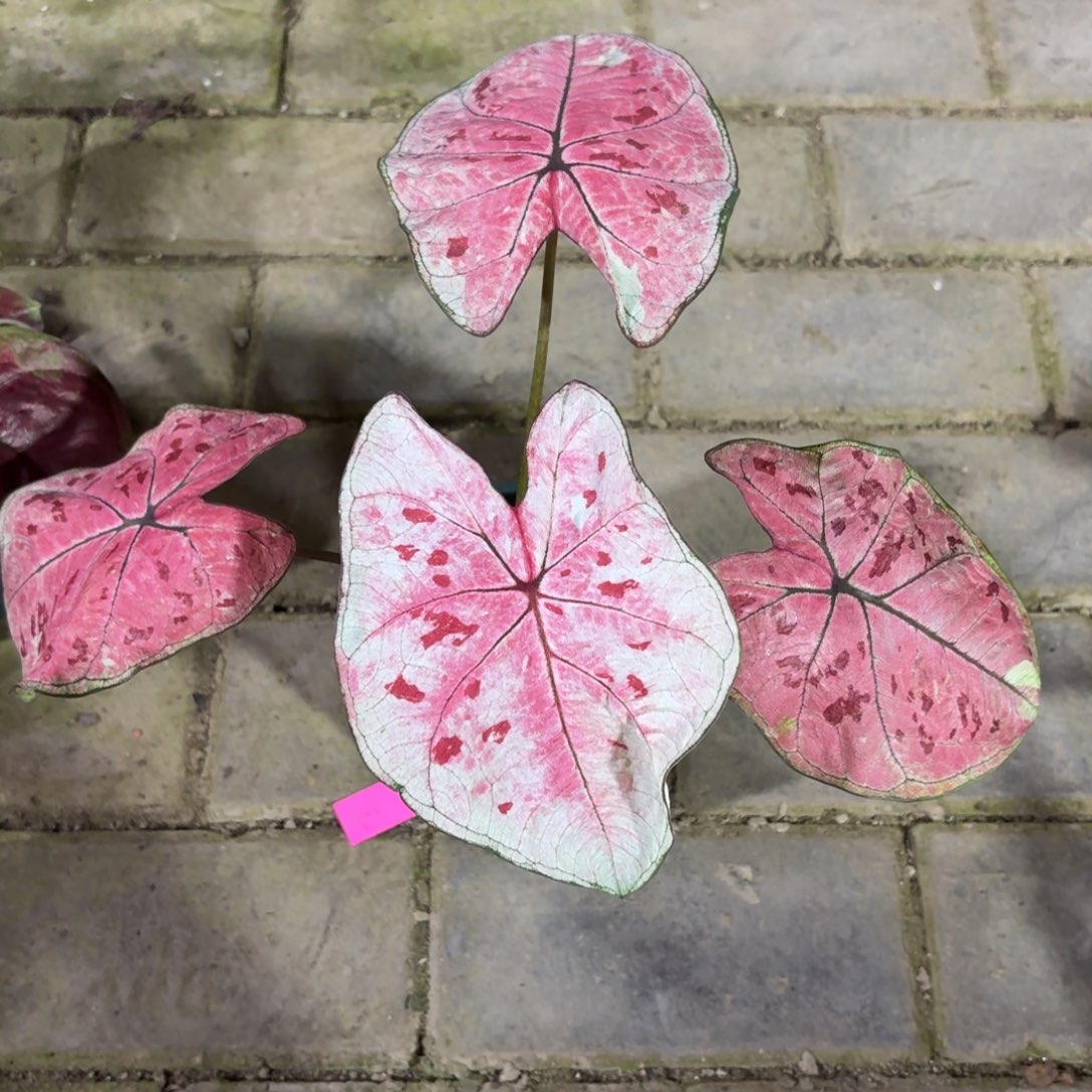 下波福利000-1108