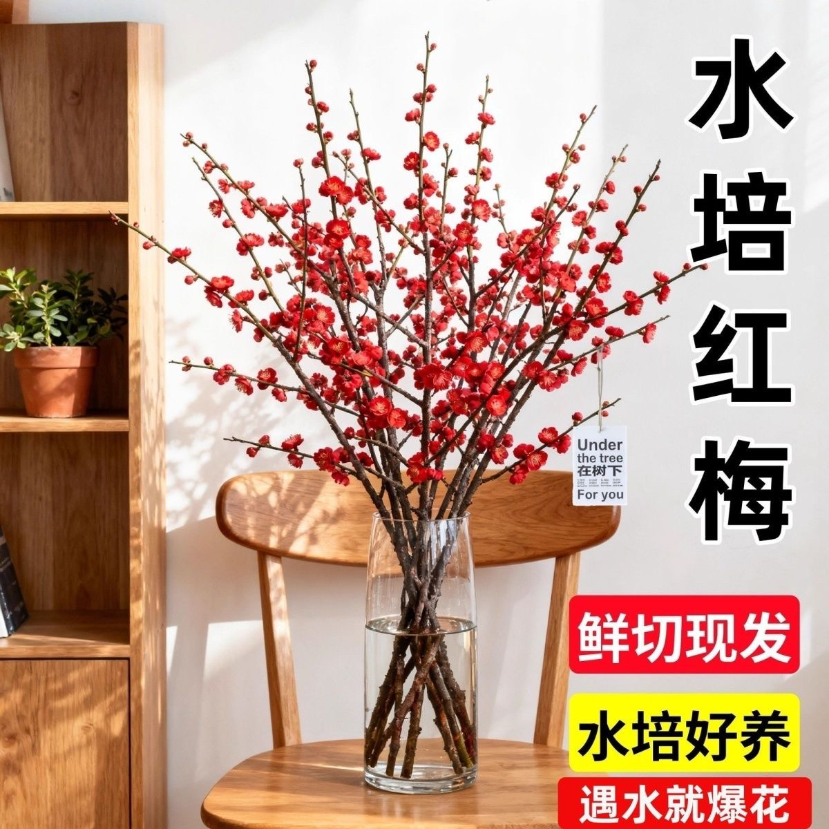 （带花苞）鲜枝浓香型水培梅花枝带花苞室内耐寒花卉绿植