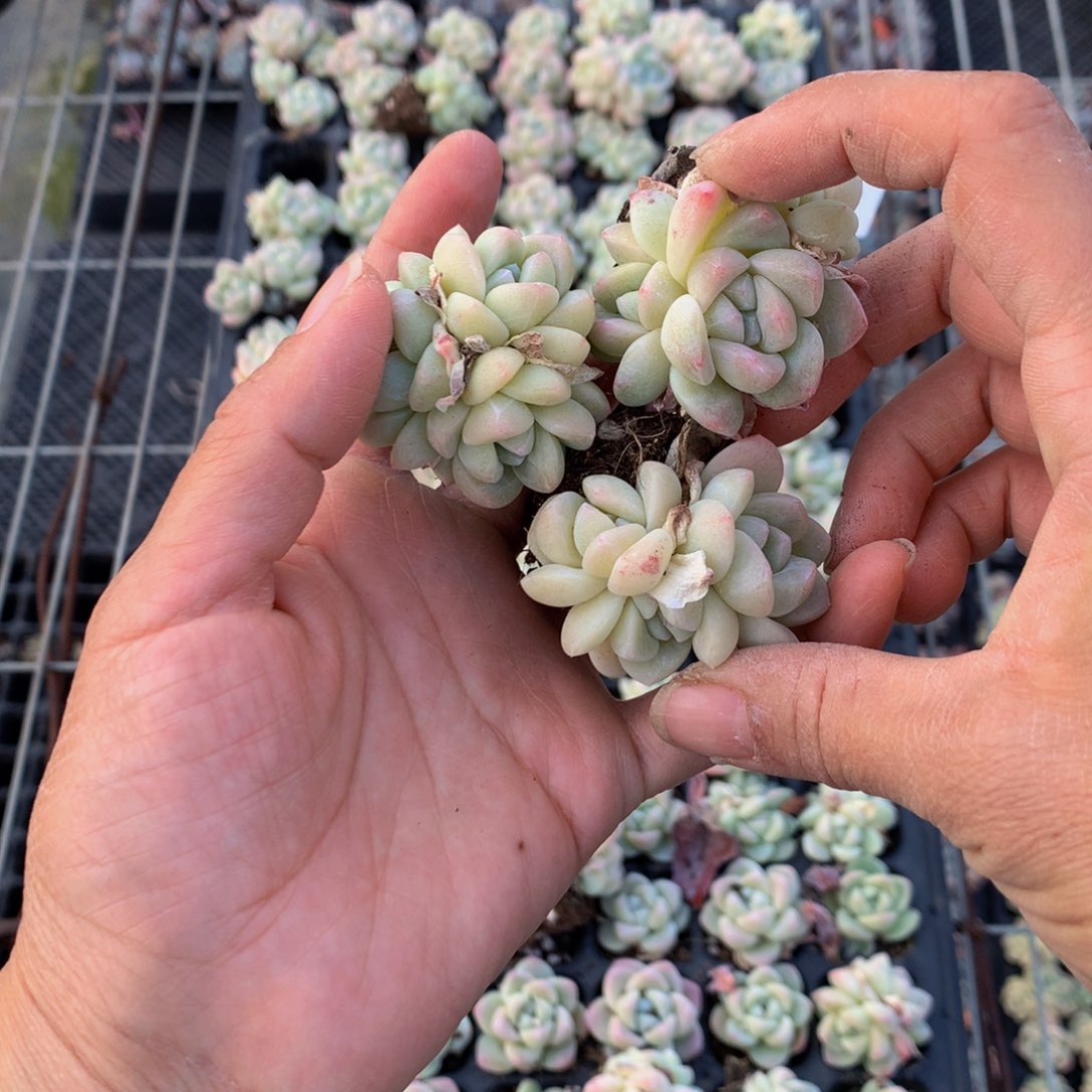 冰玉三头以上20个嗯嗯嗯哦