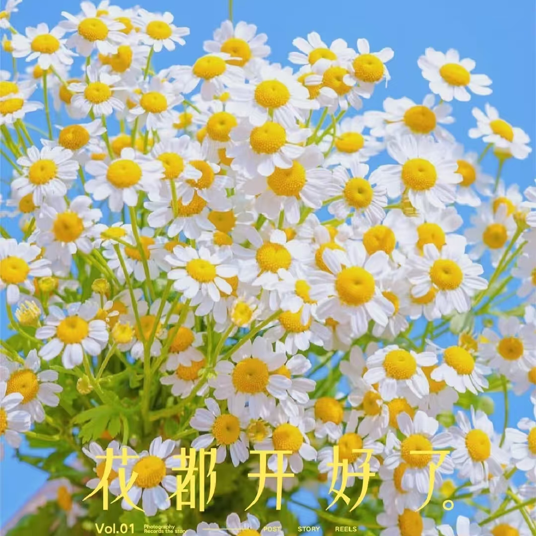 【白晶菊】盆栽花卉多年生