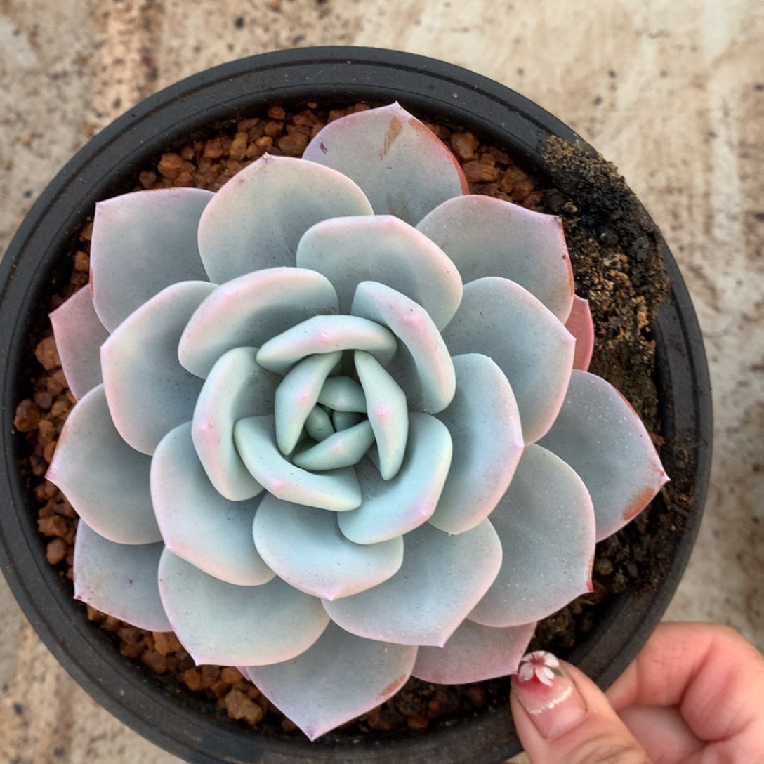 奶茶多肉植物！！！！！！！！