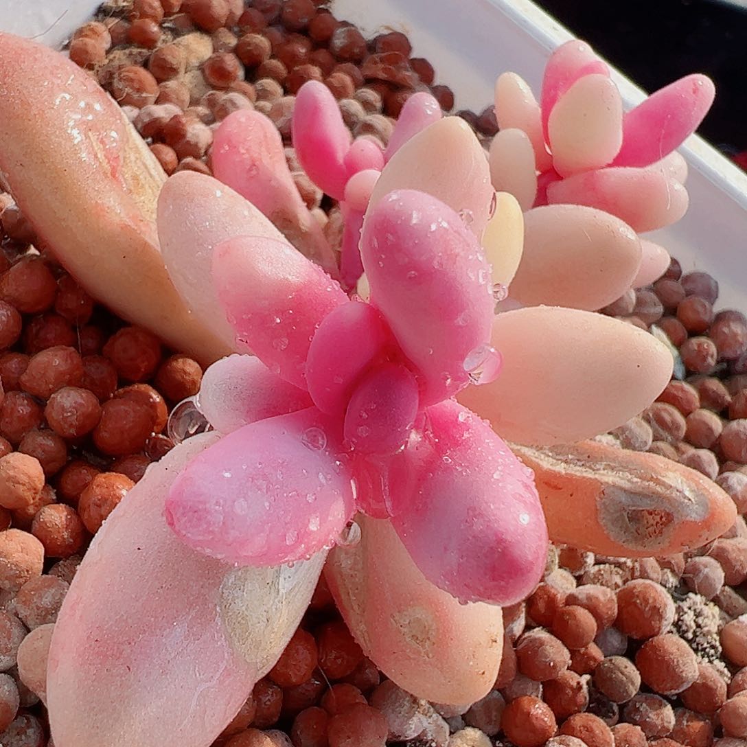 红手指锦，覆轮侧头现砍无根