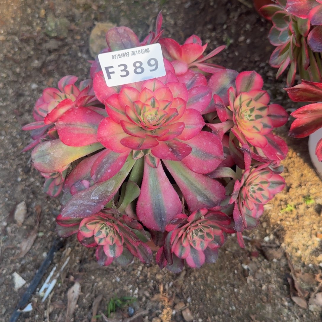 389荔枝。多肉植物