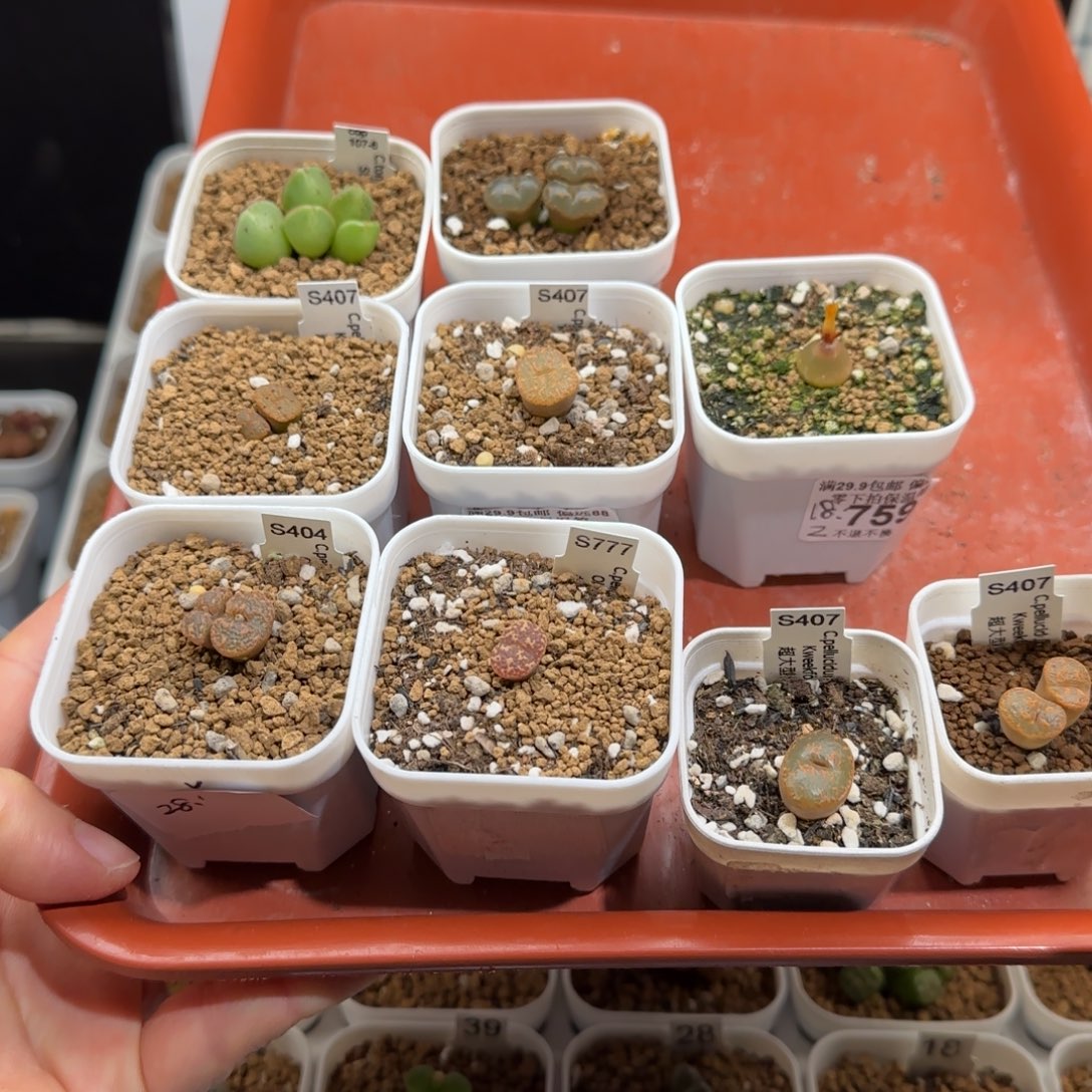 高***️肉锥多肉植物组合-福利