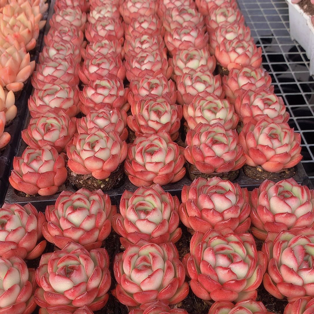 三颗花田错34567899900000