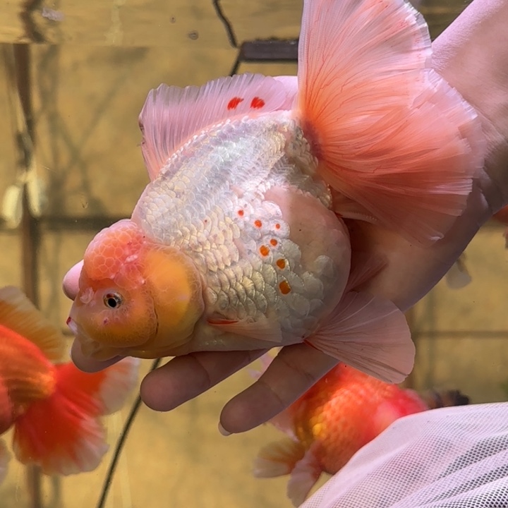 金鱼泰狮金鱼 观赏鱼