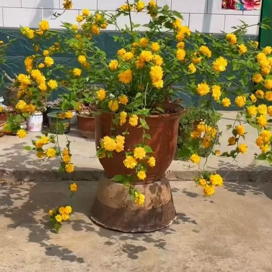 棣棠花苗多花重辦爬藤植物攀缘花卉植物耐寒南方北方种植