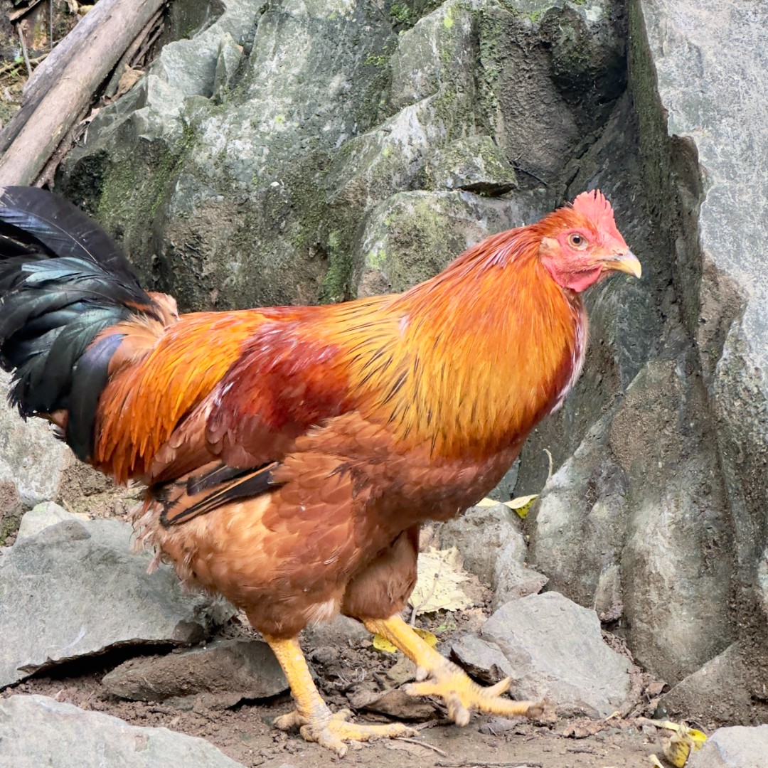 壮乡马山农家土阉鸡正宗散养走地鸡新鲜宰杀速冻锁鲜发顺丰
