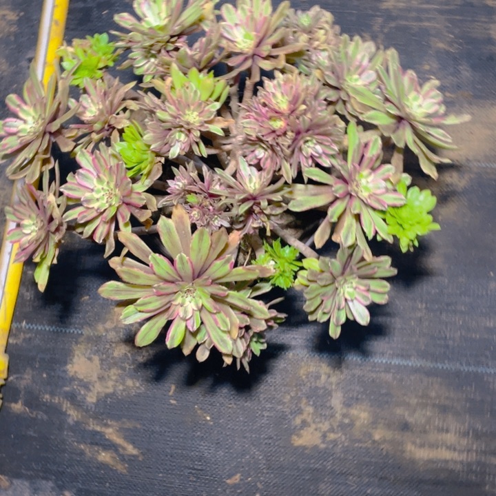 409粉黛法师多肉断枝不售后