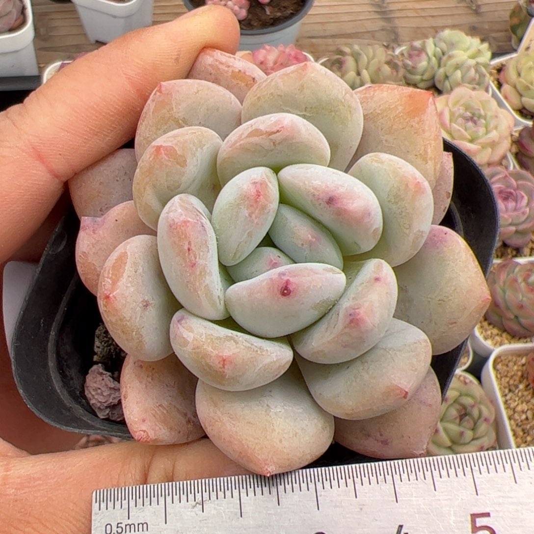 303 多肉植物组合