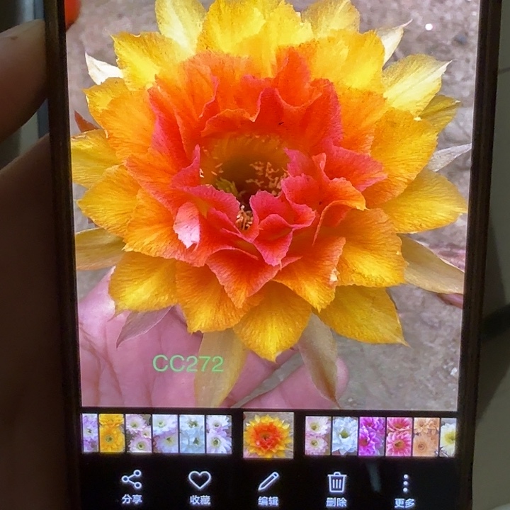 仙人球彩草侧芽歪cc272