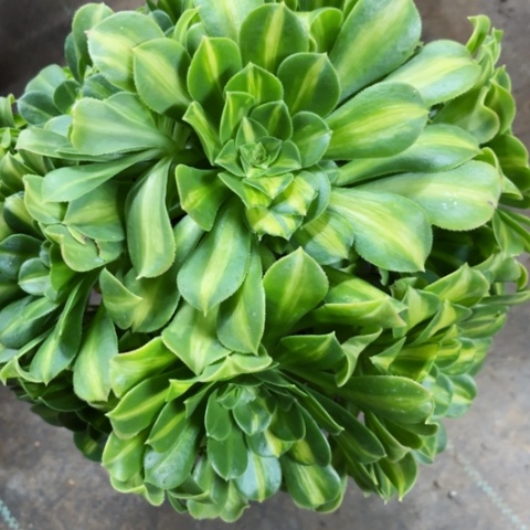 多肉植物五彩琉璃