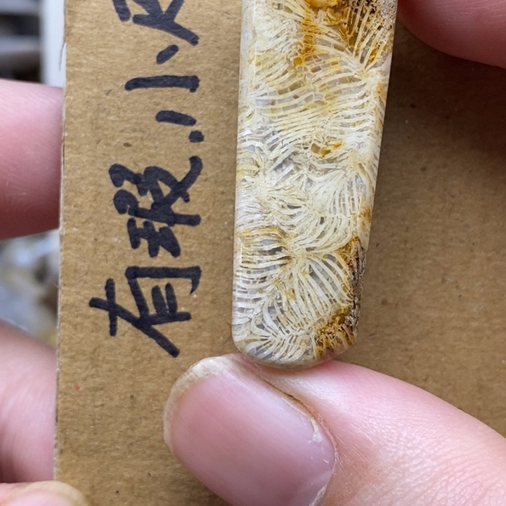 硅化珊瑚（珊瑚玉）未镶嵌颈饰