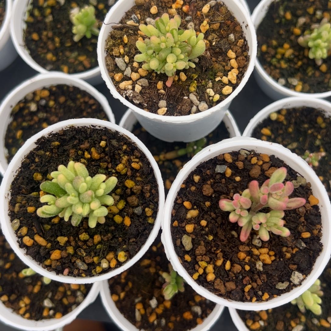 九***多肉植物枝干米粒锦2红宝石锦1