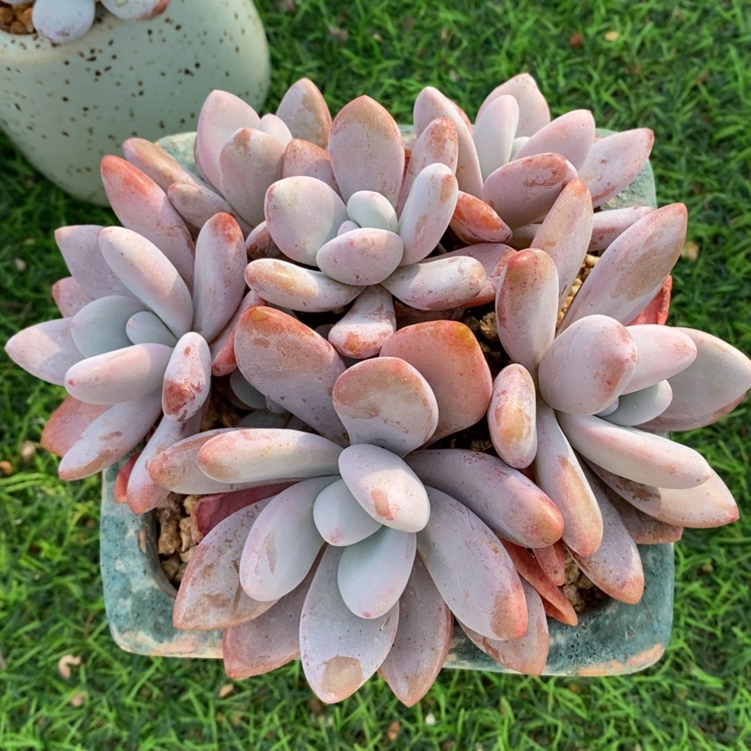 粉兔手捧无砍一物一拍