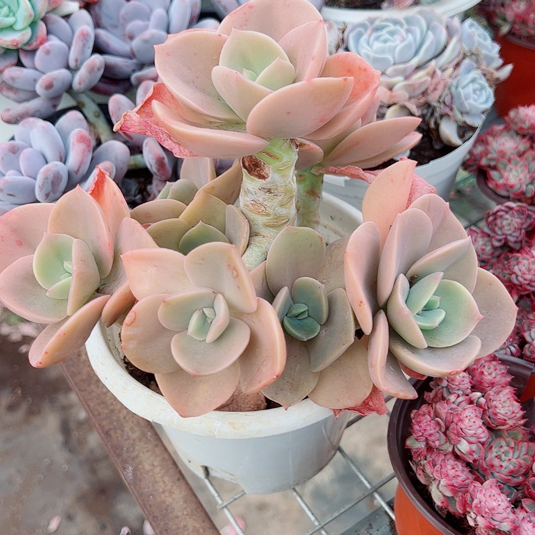 贺氏多头群生精品特价