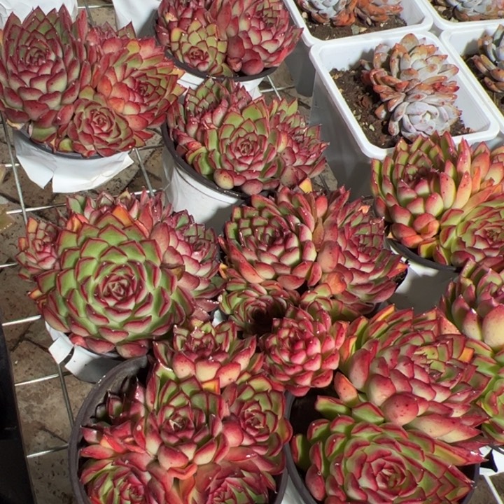 新疆包邮 萤火虫