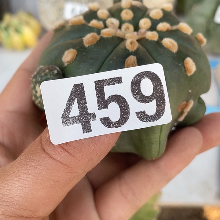 459号三脚架接海星一颗