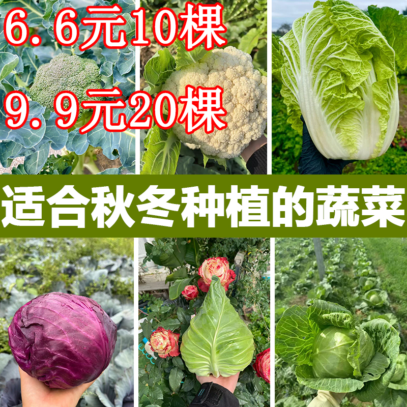 秋天的菜苗白菜苏州青甘蓝花菜西蓝花芹菜蔬菜苗南方北方盆栽