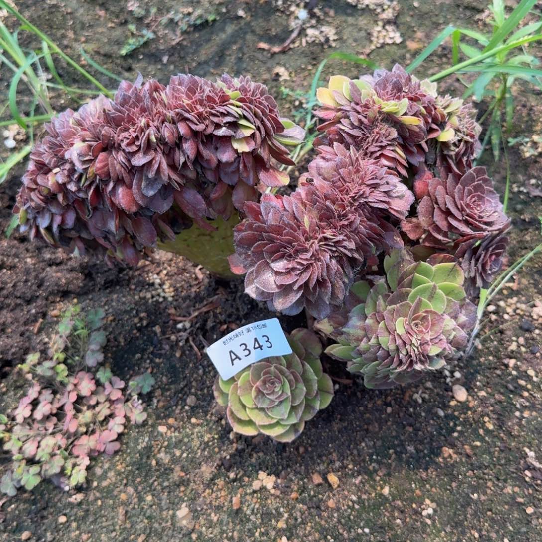 343花月夜缀化。多肉植物