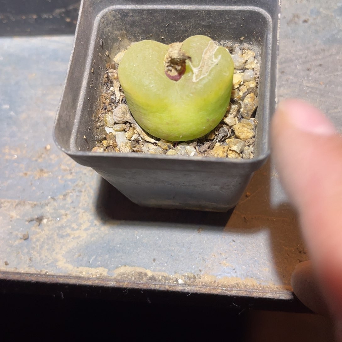 满38包邮2天凑单，脱土晾根发货多肉植物毛汉尼