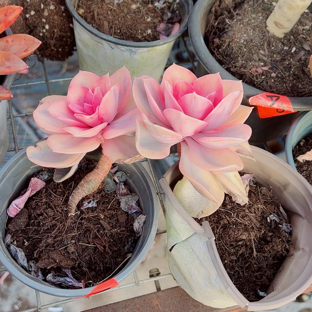 彩虹大单头精品特价二盆