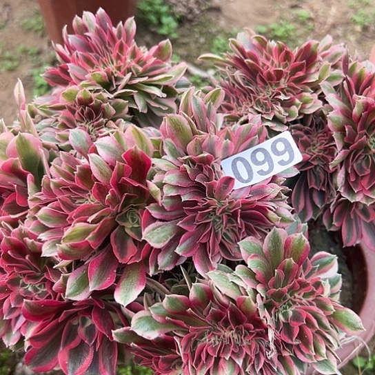 爱***9多肉植物一个女巫099