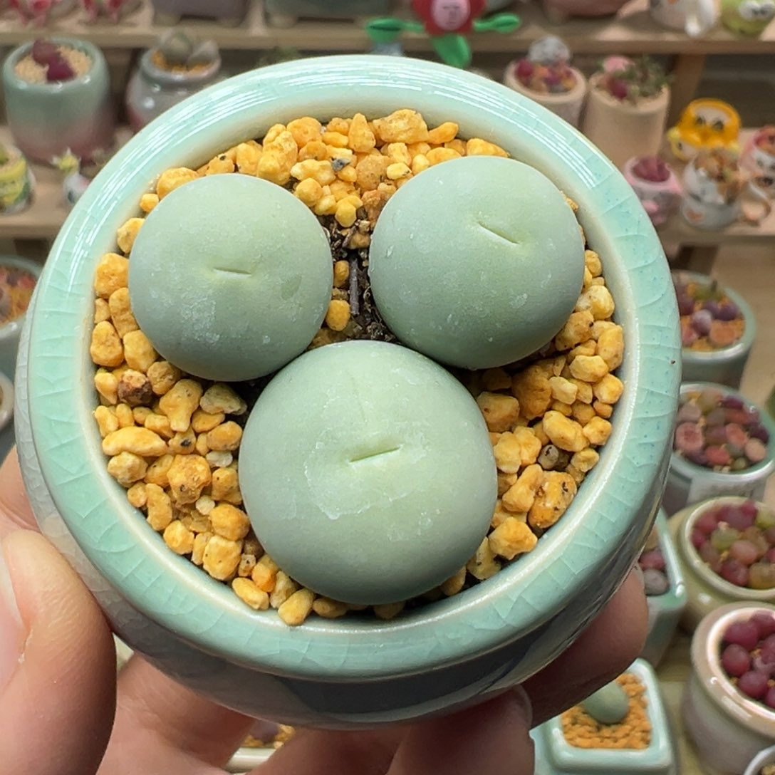 多肉植物31号鸽子蛋