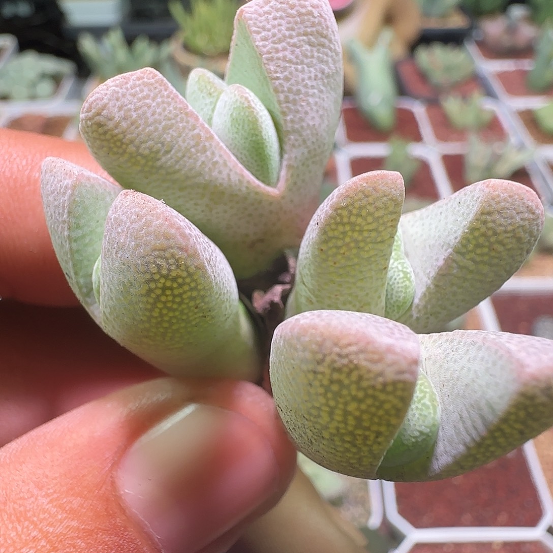 哈哈哈哈哈哈哈哈799