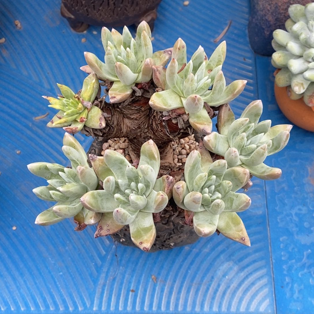 福利多肉植物啦啦啦