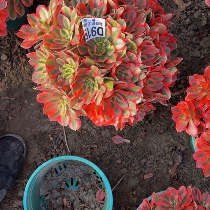 女妖花30-46包邮花花